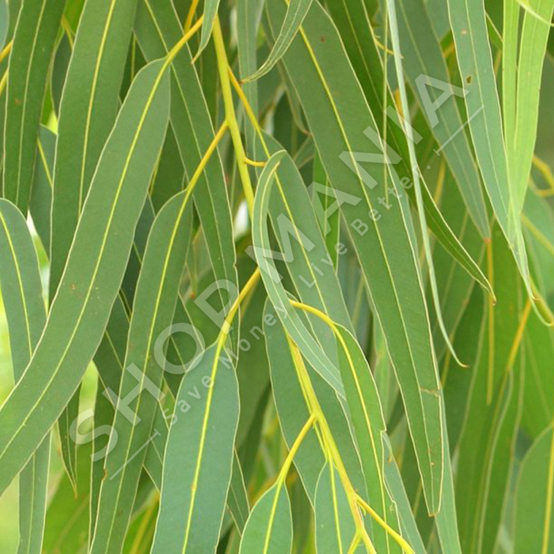 MERJA - EKUALIPS "100% BIO" - 70G