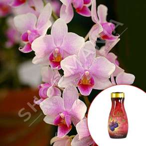 CLEO - SHAMPO TRUPI ME ORKIDE 400ml