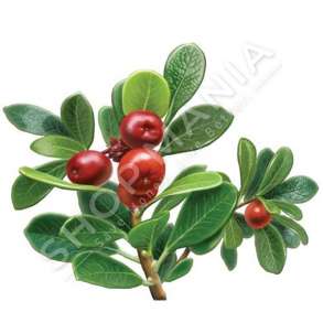 MERJA - RRUSH ARIU "100% BIO" - 70G